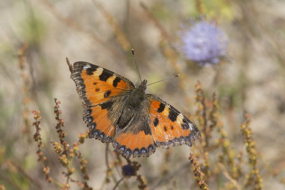 Aglais urticae Aglais urticae, finally I had a chance to spot it, although in the end of its season they became a little bit damaged. Nevertheless the pleasure to gaze its flight is worth enough. Aglais urticae,Small Tortoiseshell