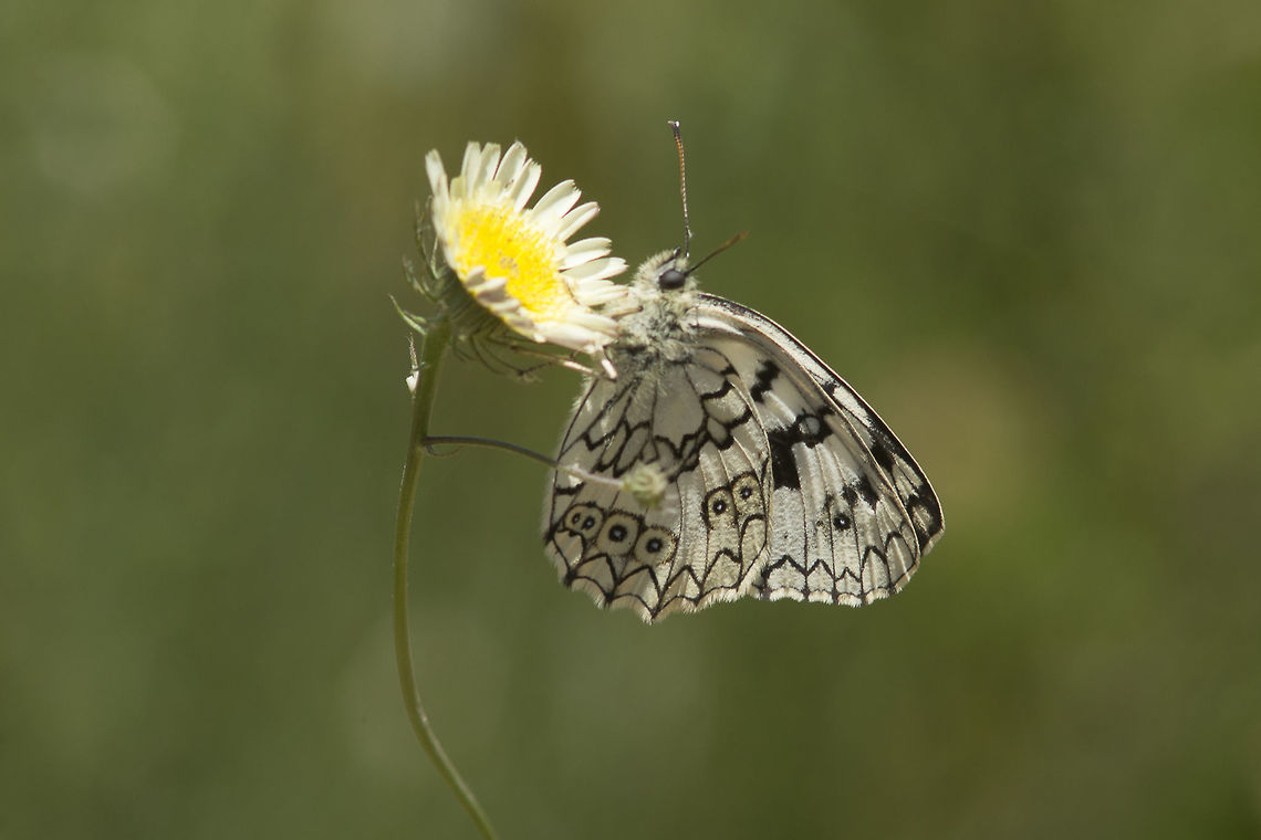 Melanargia russiae Melanargia russiae Melanargia russiae