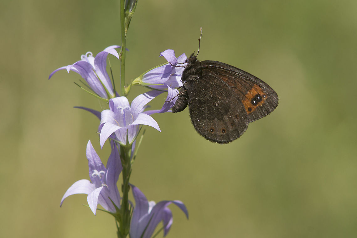 Erebia triaria Erebia triaria De Prunner's ringlet,Erebia triaria,Erebia triarius
