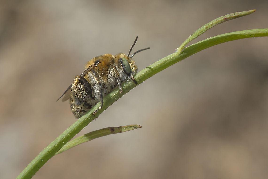 Resting from a 40ºc day... Amegilla? sp. <br />
<br />
It is the first time I see this, underneath a blazing sun, a bee rests. A lunch pause? ;) Amegilla sp.