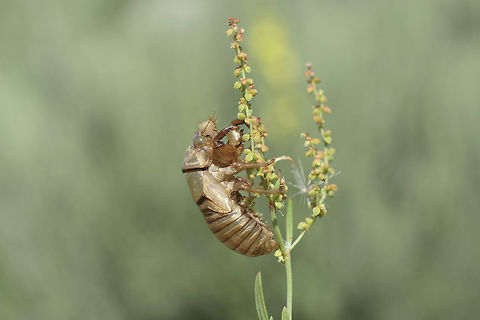 Tettigettalna argentata Tettigettalna argentata, exuviae. Tettigettalna argentata
