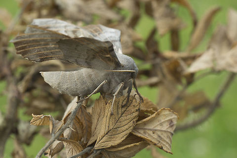 Laothoe populi Laothoe populi Geotagged,Ireland,Laothoe populi,Summer