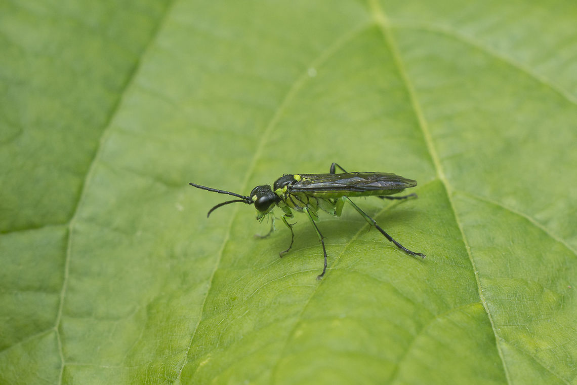 Rhogogaster cf. viridis Tenthredinidae, Rhogogaster cf. viridis Geotagged,Green Sawfly,Ireland,Rhogogaster viridis,Spring,sawfly