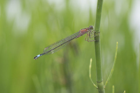 Ischnura elegans Ischnura elegans, female
 Blue-tailed damselfly,Geotagged,Ireland,Ischnura elegans,Spring