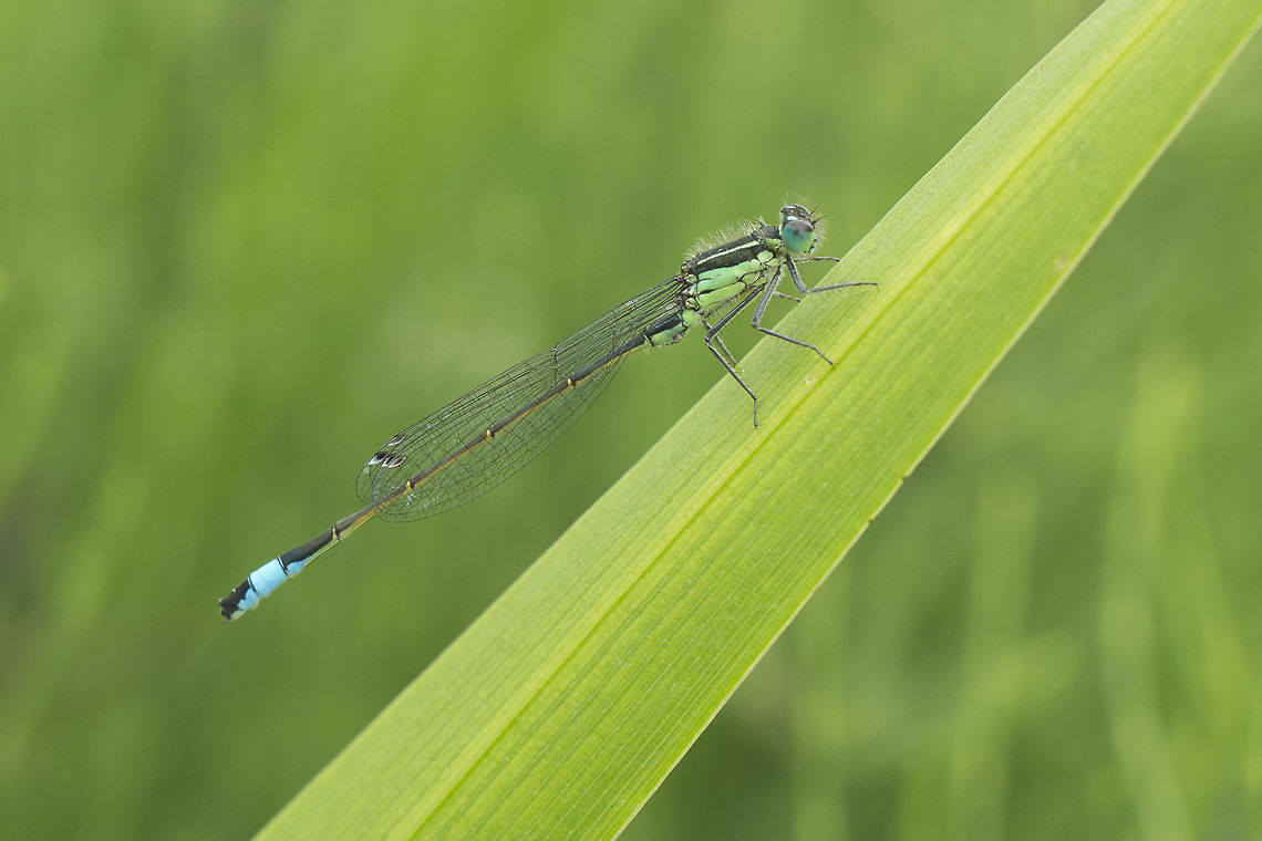 Ischnura elegans Ischnura elegans, male Blue-tailed damselfly,Geotagged,Ireland,Ischnura elegans,Spring