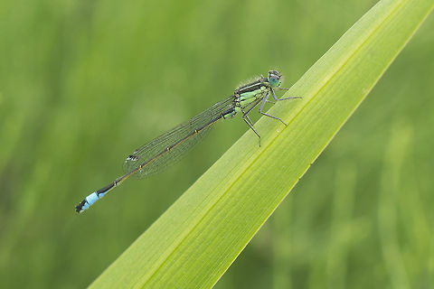 Ischnura elegans Ischnura elegans, male Blue-tailed damselfly,Geotagged,Ireland,Ischnura elegans,Spring