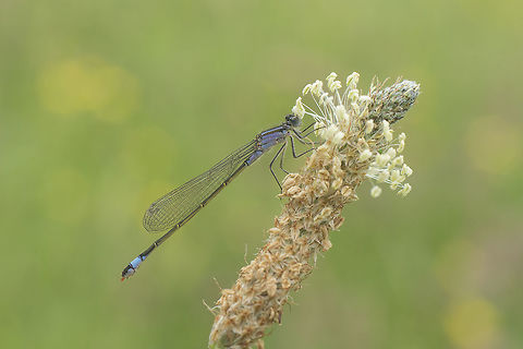 Ischnura elegans Ischnura elegans, female Blue-tailed damselfly,Geotagged,Ireland,Ischnura elegans,Summer
