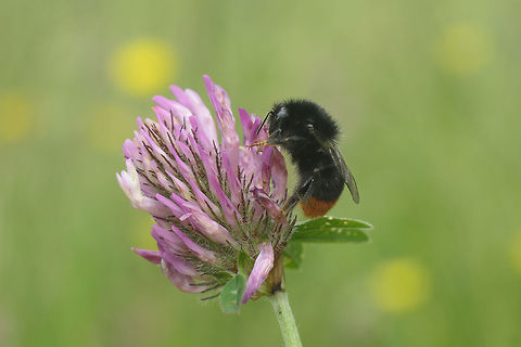 Bombus lapidarius Bombus lapidarius Bombus lapidarius,Geotagged,Ireland,Summer