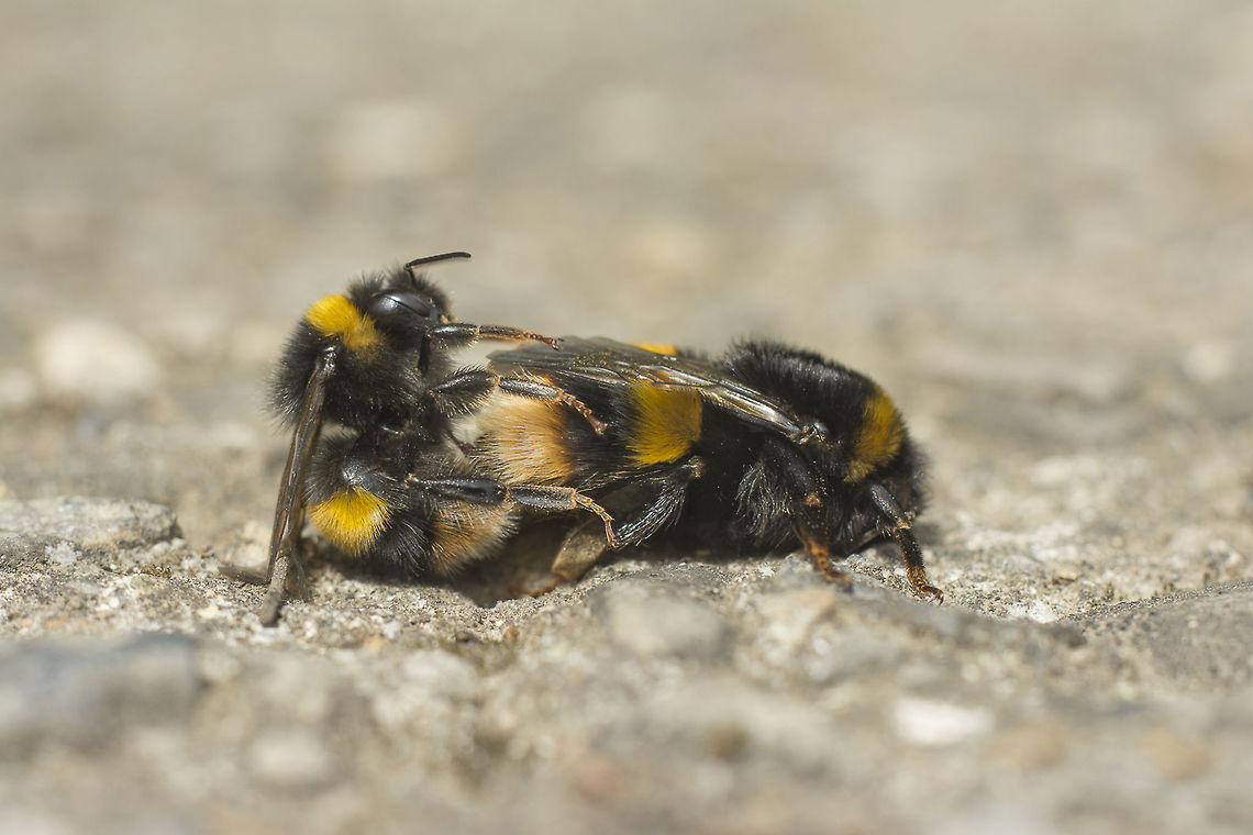Love on sidewalks Bombus terrestris, mating on a sidewalk, in Dublin. More difficult than to capture this rare event was indeed to see a tourist lying on the floor asking for not to be stepped this copulation ;) Bombus terrestris,Geotagged,Ireland,Spring