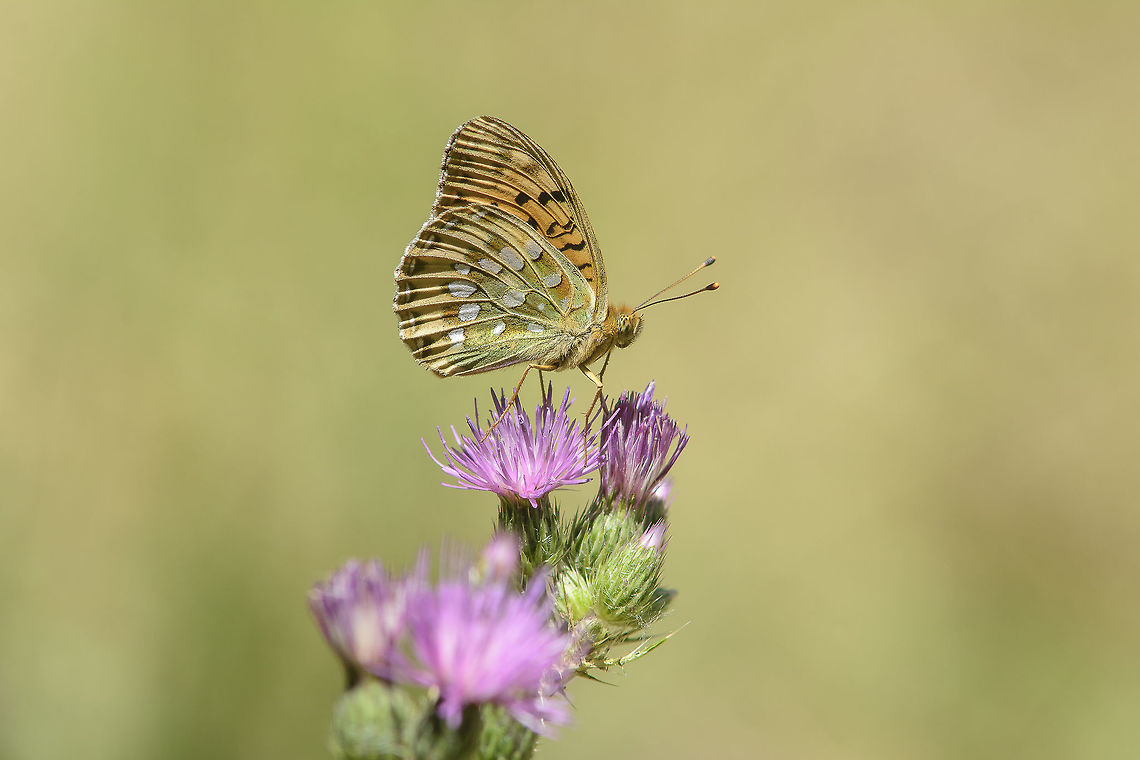 Argynnis aglaja Argynnis aglaja<br />
<br />
EXIF: Nikkor 80-200mm 4.5 @ 200mm | f/8 | 12mm EXT | Uncropped Argynnis aglaja,Dark Green Fritillary