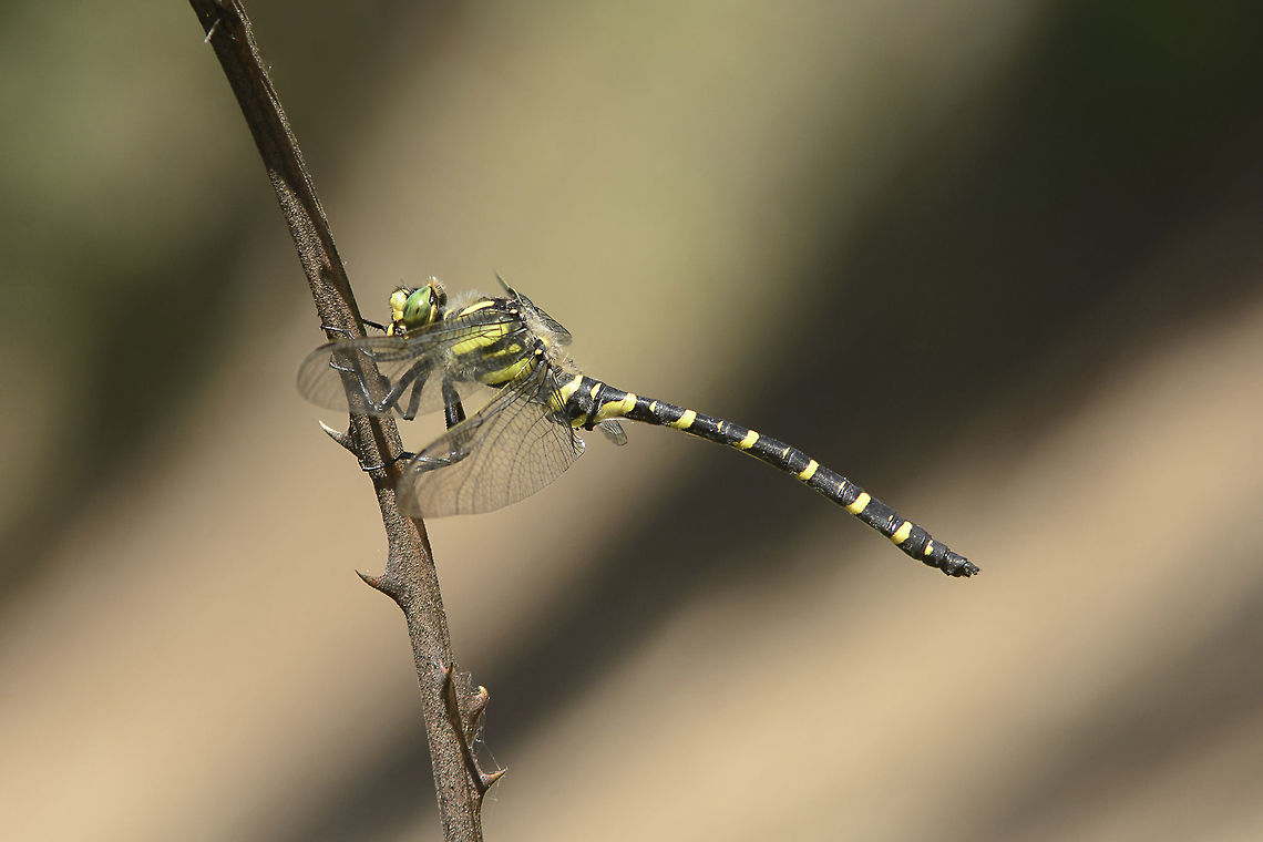Stripped Cordulegaster boltonii, adult male. Finally I had a chance to capture it against a different background, in this case this was the mountain path where it stood over a Rubus sp. branch. Cordulegaster boltonii,Golden-ringed Dragonfly