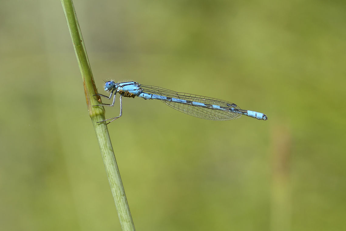 Enallagma cyathigerum Enallagma cyathigerum, male with lower thorax covered by water mites. Common blue damselfly,Enallagma cyathigerum