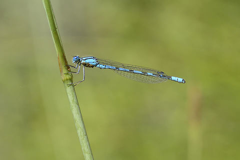 Enallagma cyathigerum Enallagma cyathigerum, male with lower thorax covered by water mites. Common blue damselfly,Enallagma cyathigerum