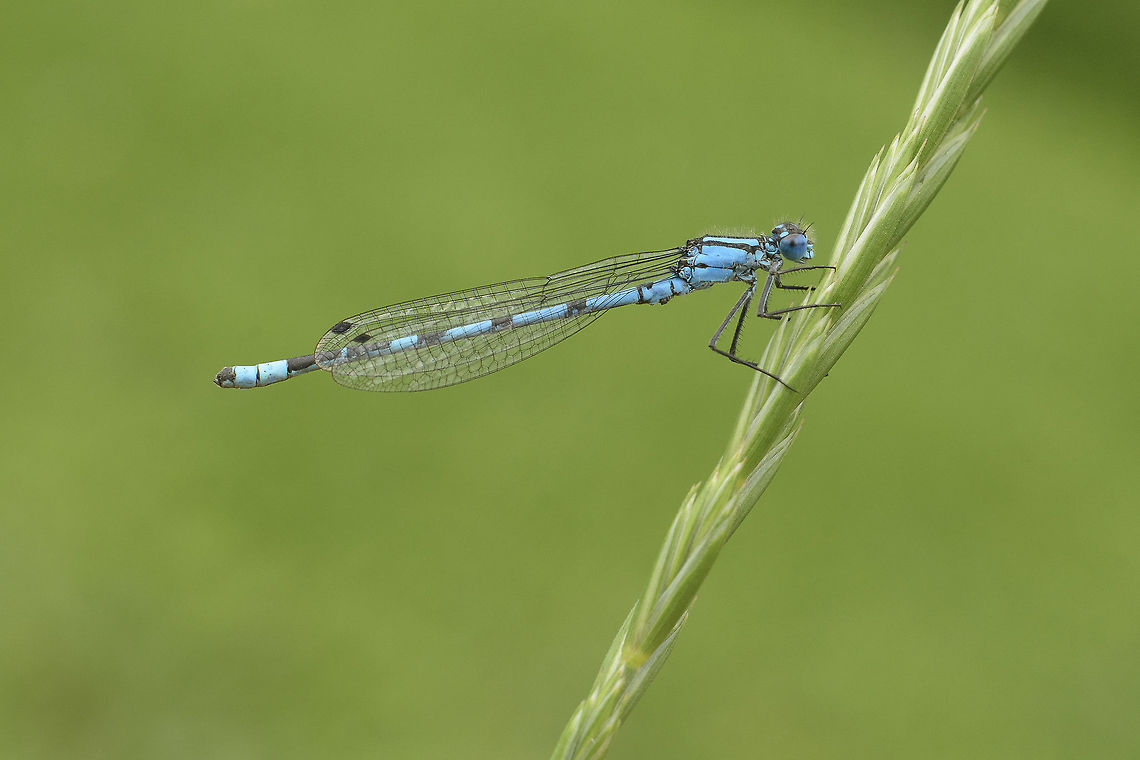 Enallagma cyathigerum Enallagma cyathigerum, male. This time from Ireland. Common blue damselfly,Enallagma cyathigerum,Geotagged,Ireland,Summer