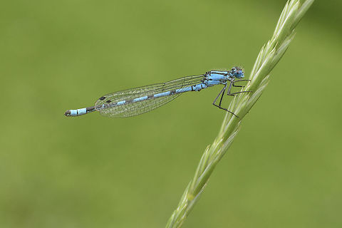 Enallagma cyathigerum Enallagma cyathigerum, male. This time from Ireland. Common blue damselfly,Enallagma cyathigerum,Geotagged,Ireland,Summer