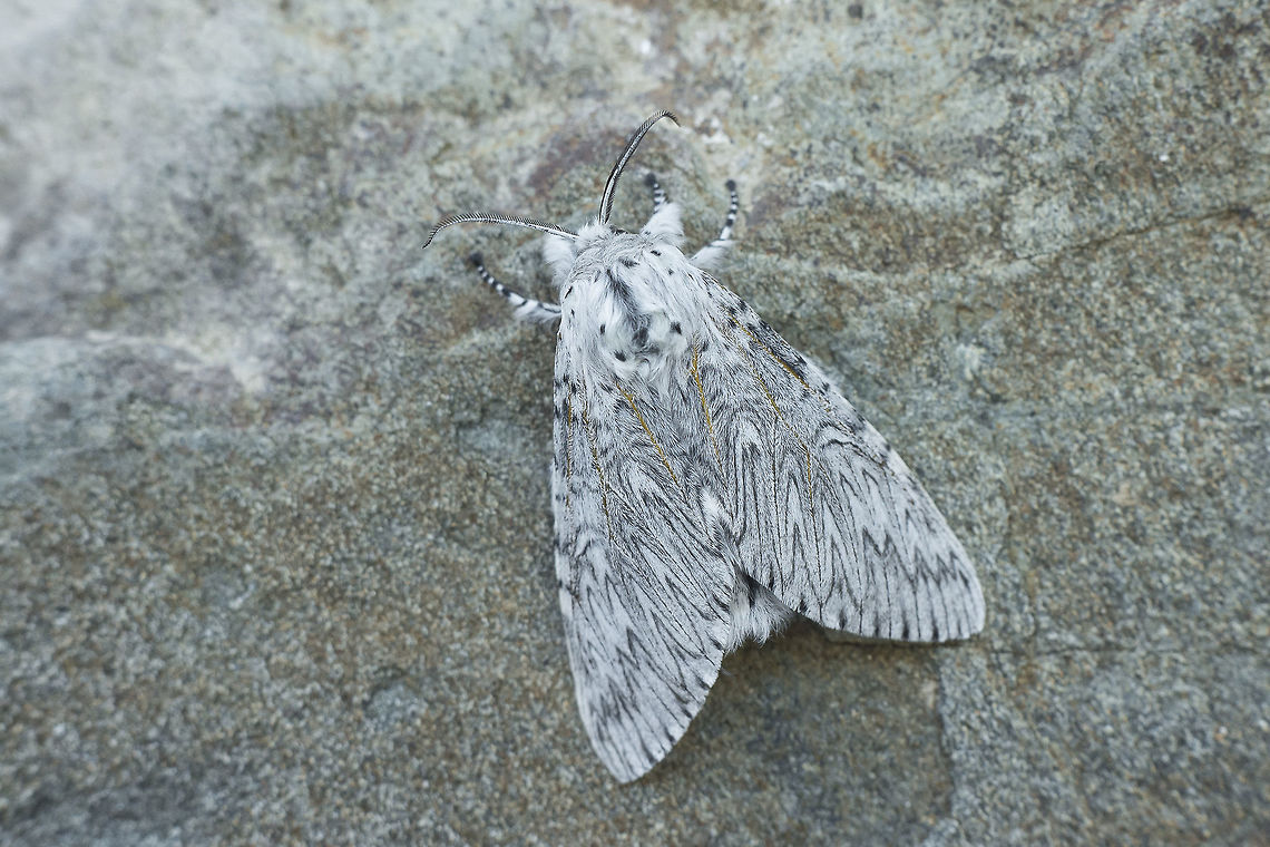 Through the looking glass Cerura iberica Cerura iberica
