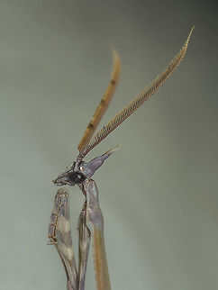 Under the lights Empusa pennata, a immature male appeared under the lights...  Conehead Mantis,Empusa pennata