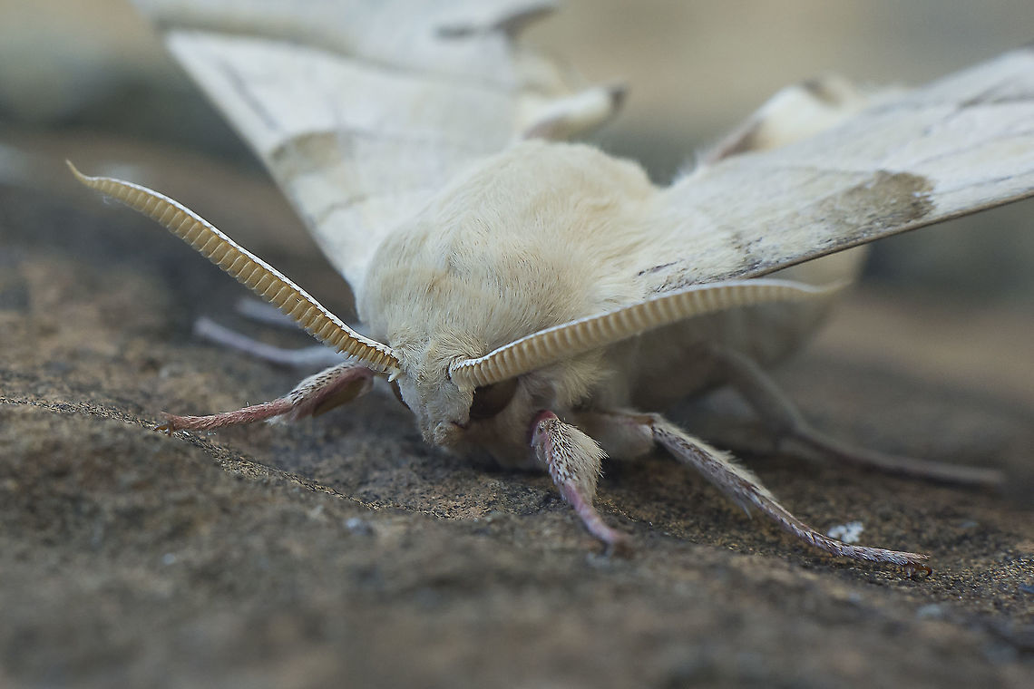 Early mornings Marumba quercus, male. Marumba quercus,Oak Hawk-moth