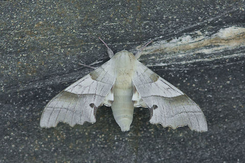 Marumba quercus Marumba quercus, male. Definitely smaller than the female, but still a stunning sphingid.

Female, here:
https://www.jungledragon.com/image/34127/marumba_quercus.html Marumba quercus,Oak Hawk-moth