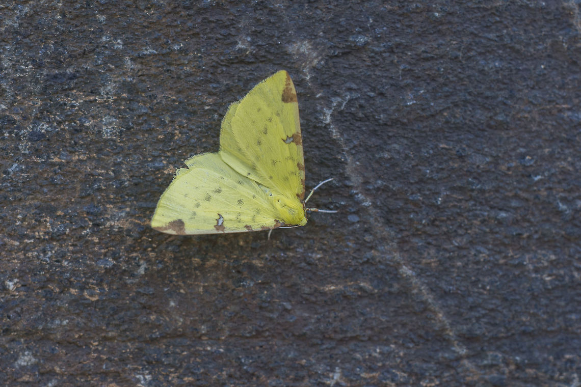 Opisthograptis luteolata Opisthograptis luteolata Brimstone Moth,Opisthograptis luteolata