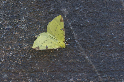 Opisthograptis luteolata Opisthograptis luteolata Brimstone Moth,Opisthograptis luteolata