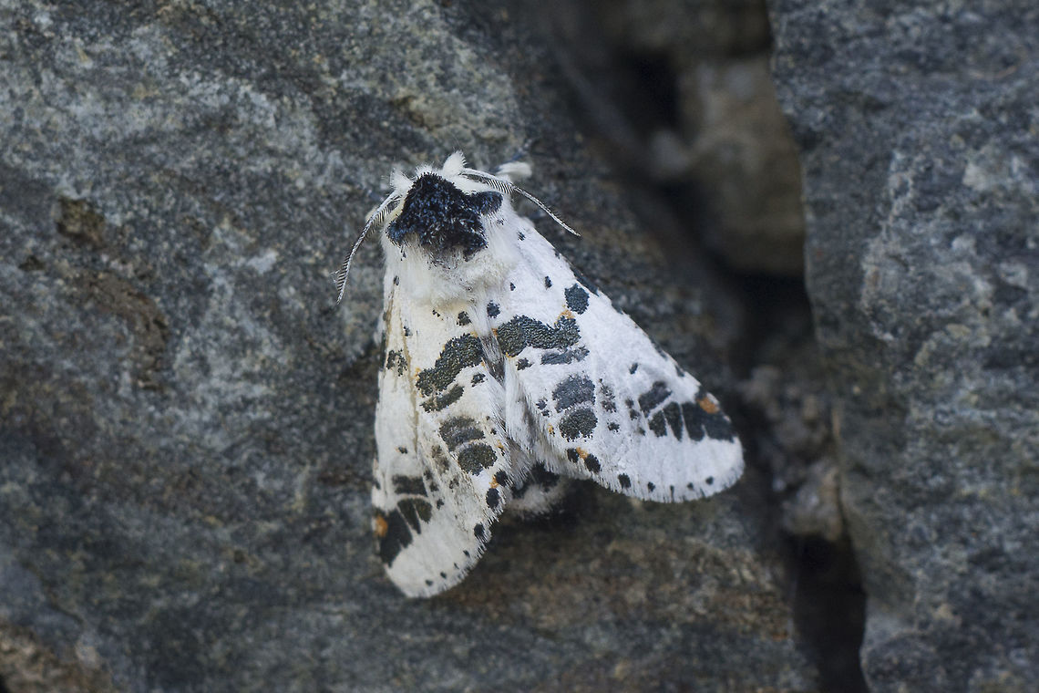 Neoharpyia verbasci Neoharpyia verbasci Neoharpyia verbasci