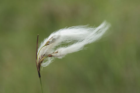 Eriophorum angustifolium Eriophorum angustifolium Eriophorum angustifolium,Geotagged,Ireland,Summer