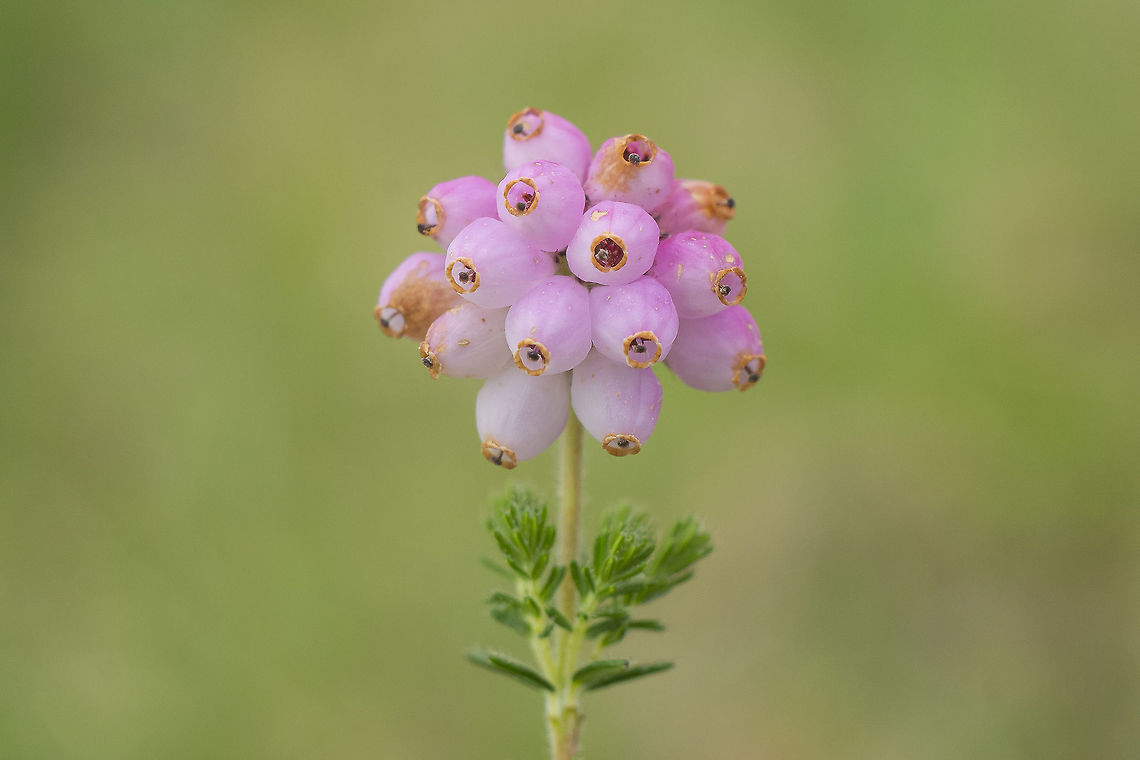 Bog heather Erica tetralix Cross-leaved Heath,Erica tetralix,Geotagged,Ireland,Summer