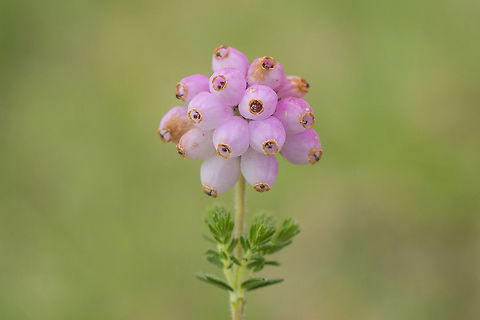 Bog heather Erica tetralix Cross-leaved Heath,Erica tetralix,Geotagged,Ireland,Summer