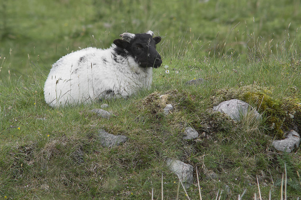 Killer sheep :) Ovis aries Domestic sheep,Ovis aries