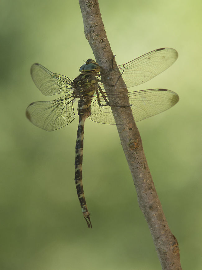 Up, in the shadows... Boyeria irene, male. Boyeria irene,Western spectre