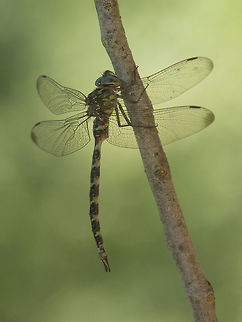 Up, in the shadows... Boyeria irene, male. Boyeria irene,Western spectre