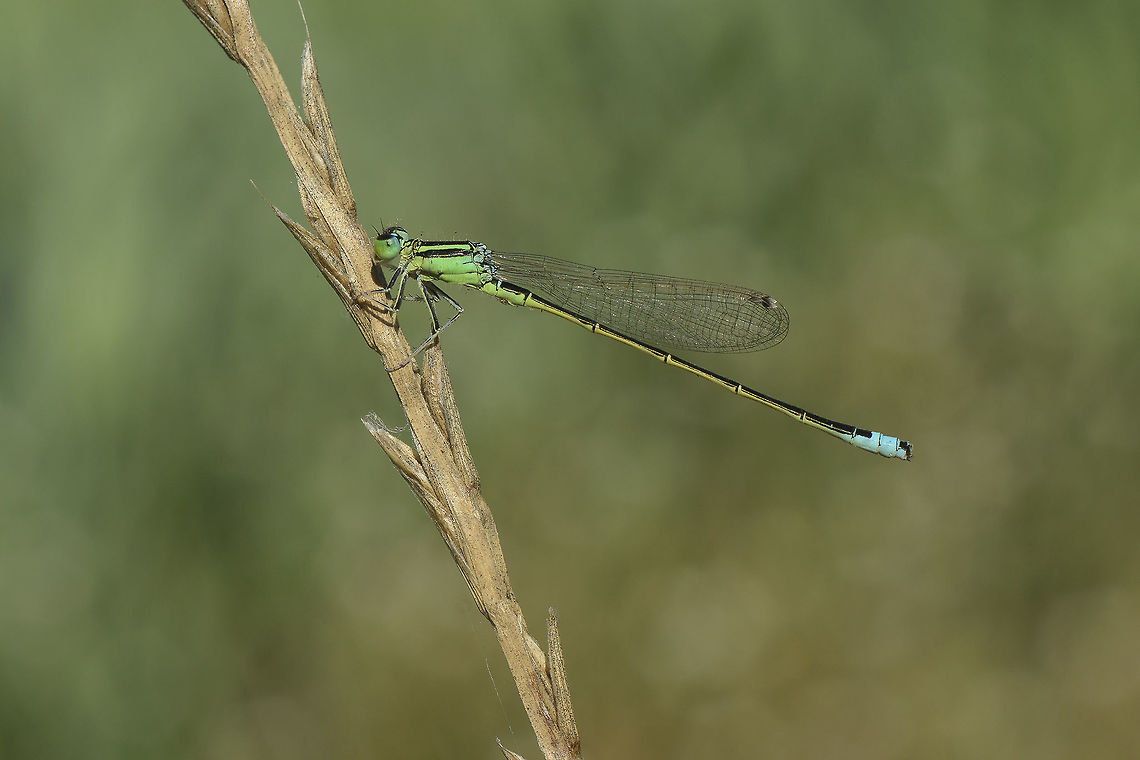 Pumilio Ischnura pumilio, matured adult male colors.  Ischnura pumilio,Scarce blue-tailed damselfly,ischnura pumilio