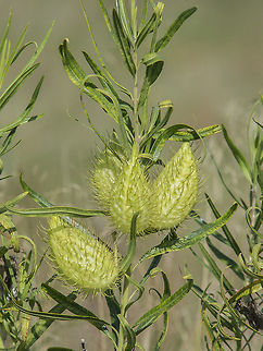 Gomphocarpus fruticosos Gomphocarpus fruticosos Gomphocarpus fruticosus