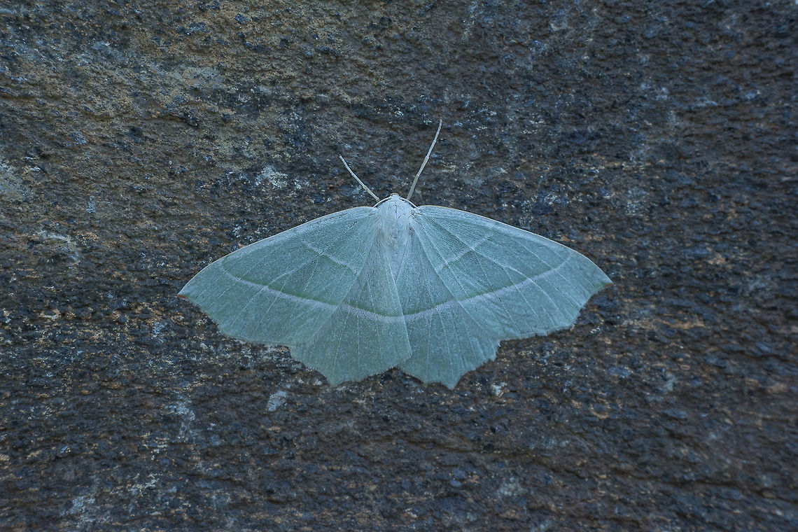 Campaea margaritata Campaea margaritata Campaea margaritata,Light Emerald