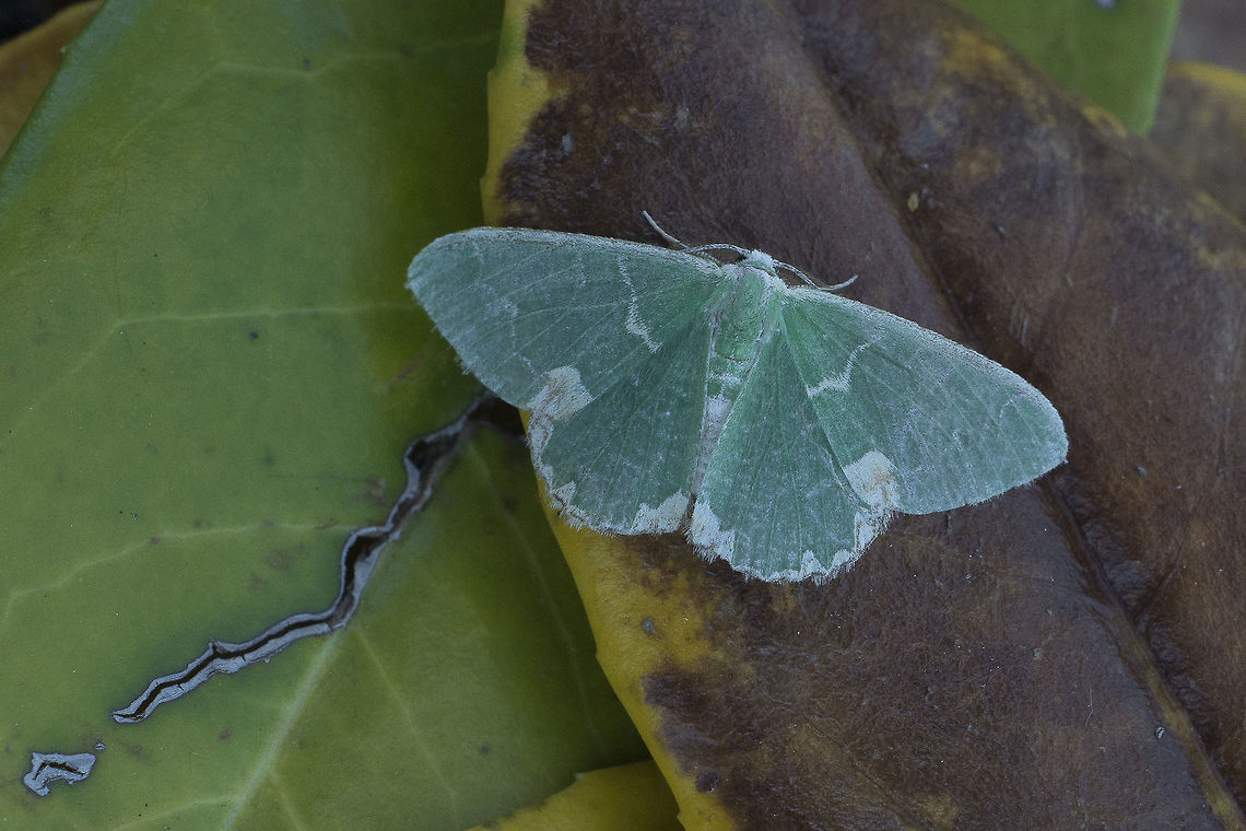 Comibaena bajularia Comibaena bajularia. Blotched emerald,Comibaena bajularia
