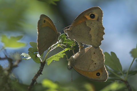 Untitled Maniola jurtina. The lonely male watches and waits for its turn... Maniola jurtina,Meadow Brown,butterfly