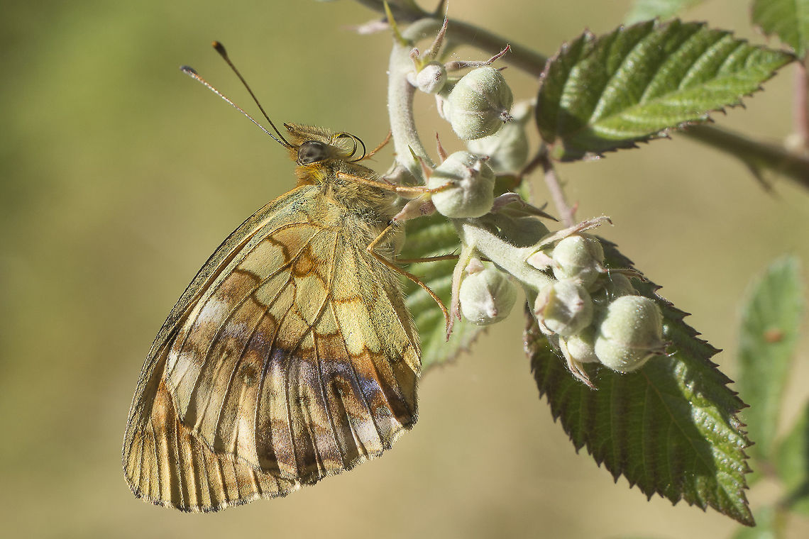 Brenthis daphne Brenthis daphne Brenthis daphne