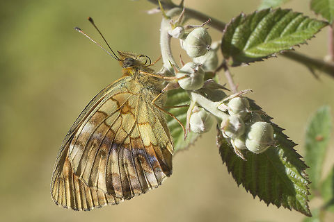 Brenthis daphne Brenthis daphne Brenthis daphne