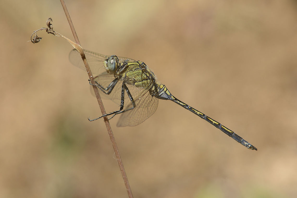 Orthetrum trinacria Orthetrum trinacria, immature male. How fortune I was to spot this one, even for a brief short, and to be able to see and learn from its feeding behavior on a dried water line, in a 30&ordm;c morning, until its disappearance... When compared to other portuguese Libellulidae the only thing I can say is something like uniqueness.  Orthetrum trinacria,anisoptera,biodiversity,dragonfly,insects,libellulidae,trinacria