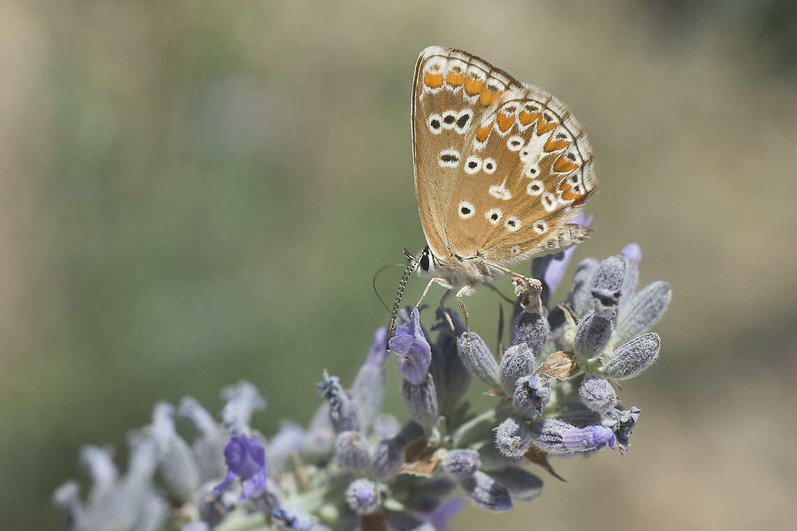Aricia cramera Aricia cramera Aricia cramera