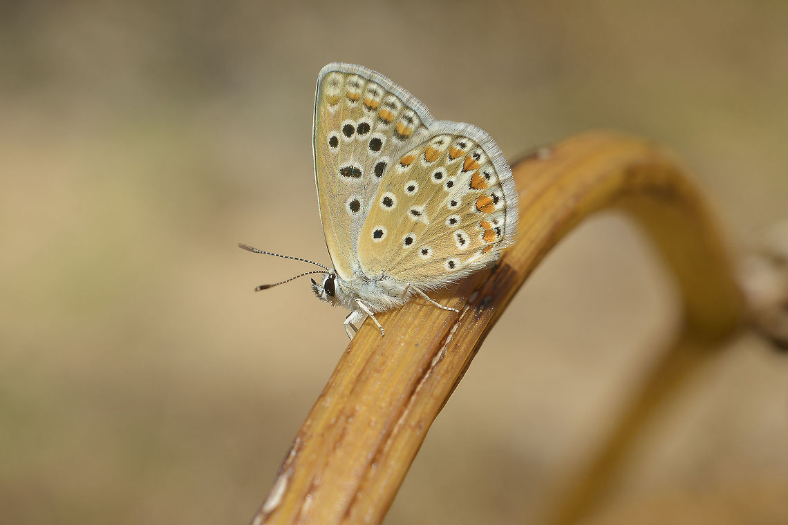 Polyommatus icarus Polyommatus icarus Common Blue,Polyommatus icarus