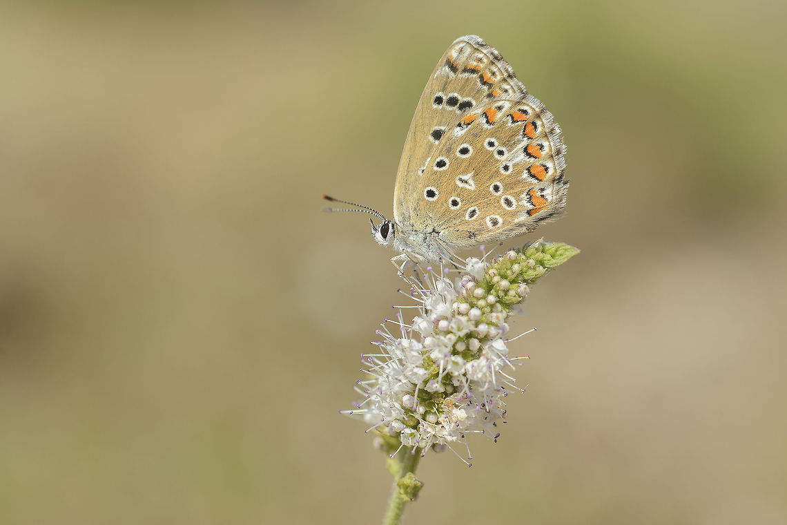 Pollyommatus bellargus Pollyommatus bellargus Adonis blue,Pollyommatus bellargus