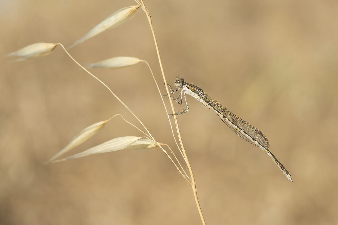 Sympecma fusca Sympecma fusca, adult male. Common Winter Damselfly,Sympecma fusca