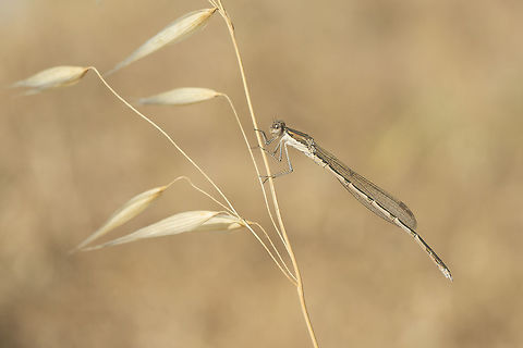 Sympecma fusca Sympecma fusca, adult male. Common Winter Damselfly,Sympecma fusca