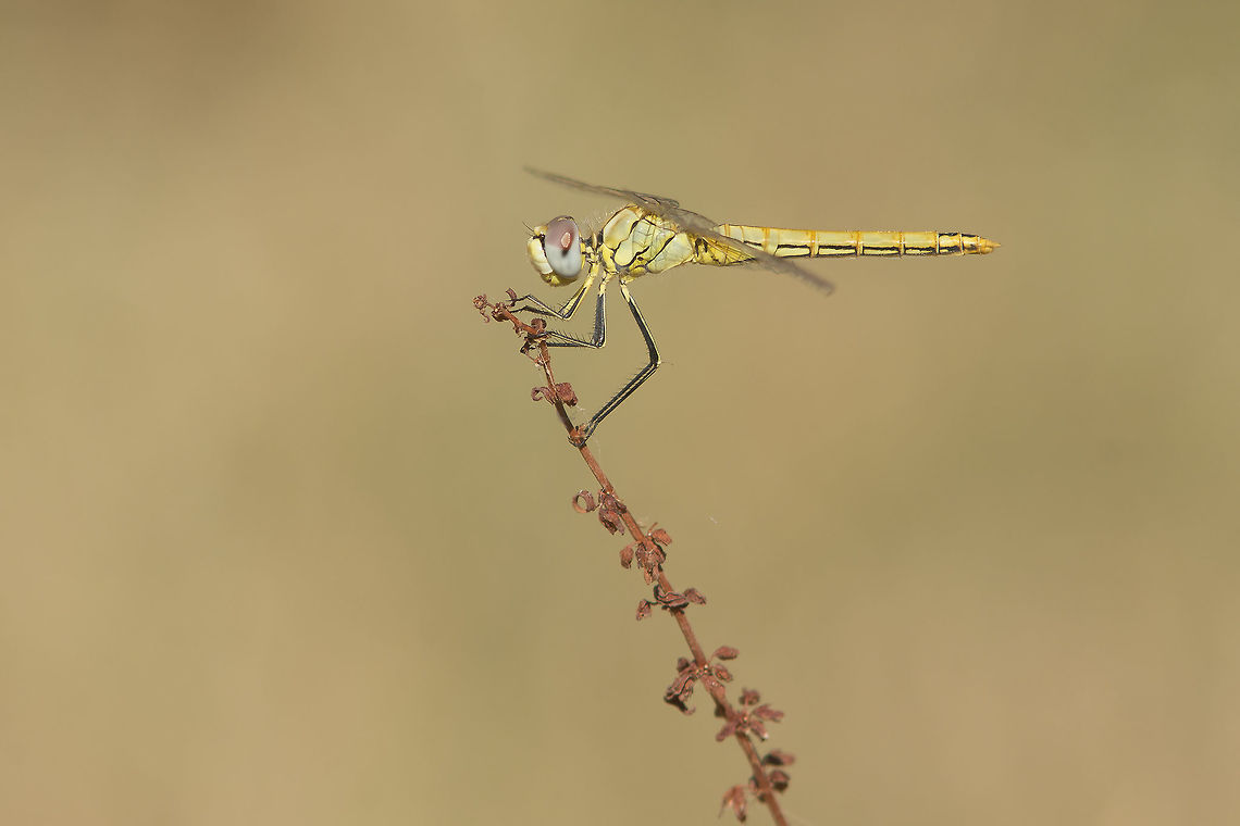 The Nomad Sympetrum fonscolombii, female with its full adult colors Sympetrum fonscolombii,red-veined darter