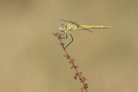 The Nomad Sympetrum fonscolombii, female with its full adult colors Sympetrum fonscolombii,red-veined darter