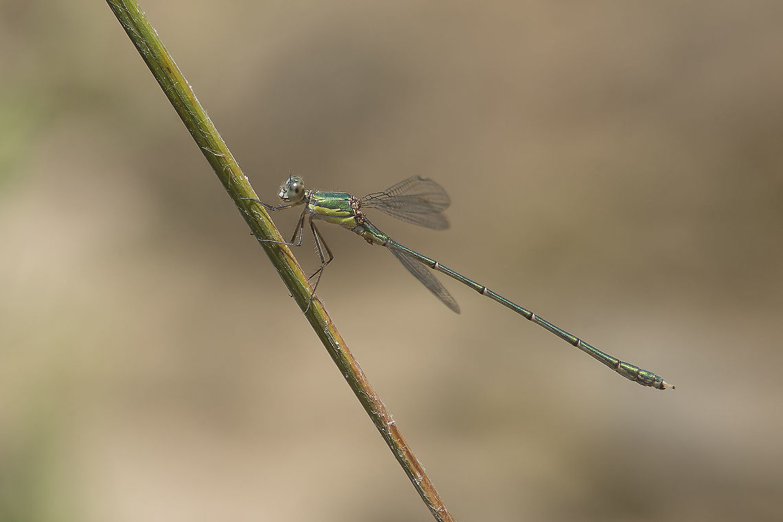 Chalcolestes viridis Chalcolestes viridis, adult male.  Chalcolestes viridis,Willow Emerald Damselfly