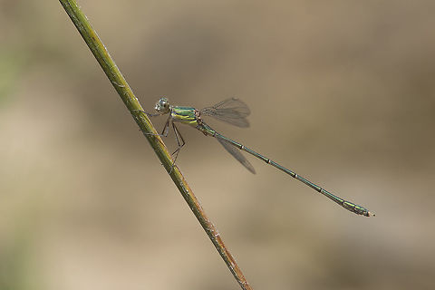 Chalcolestes viridis Chalcolestes viridis, adult male.  Chalcolestes viridis,Willow Emerald Damselfly