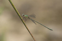 Chalcolestes viridis Chalcolestes viridis, adult male.  Chalcolestes viridis,Willow Emerald Damselfly